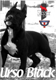Urso Black